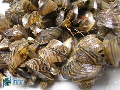 Zebra mussels filter feeding