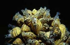 Zebra mussels Photo by Dave Britton