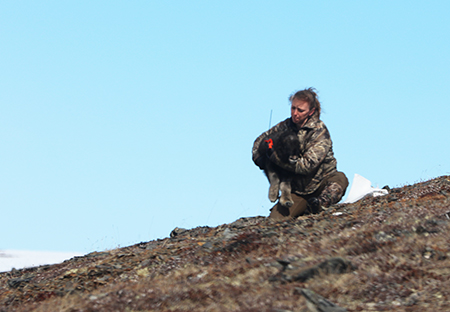 Brynn Parr collars a muskox calf Researchers have the handling time down to 16 seconds Calves reunite with their mothers within minutes of release