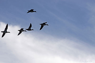A flock of wigeon passes overhead on the Susitna Flats North Americarsquos 2015 wigeon estimate is 3 million birds according to the US Fish and Wildlife Service ndash basically unchanged from 2014 but still 17 percent greater than the longterm average of 26 million