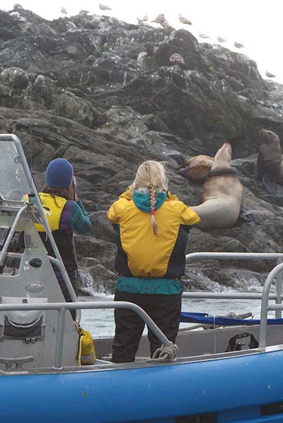 Lauri Jemison and Kim RaumSuryan discuss feasibility of disentangling a subadult male Steller sea lion This animal was successfully darted and disentangled two days later Photographer John Skinner