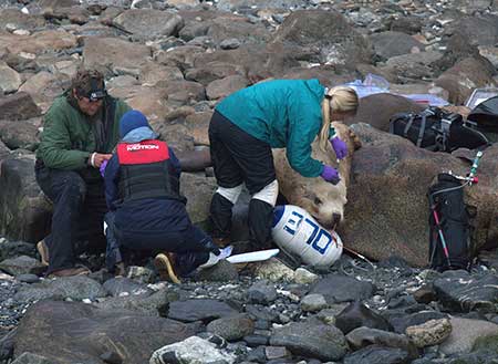 Kim RaumSuryan glues a satellite tag to the head of a sea lion  Photographer John Skinner