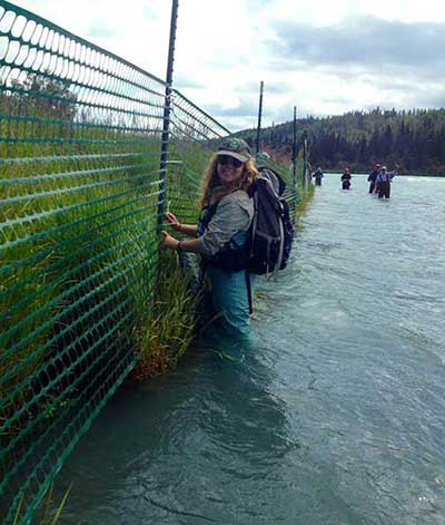 Stream Watch spends 400 hours each summer season installing and maintaining plant protection fence along the Kenai and Russian Rivers  A trampled riverbank is prime real estate for invasive plant colonization and unvegetated banks are rife for erosion by varying stream flows