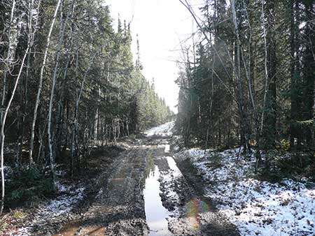 An ATV trail runs through the dense black spruce forest near Sterling A fire break through this country would be much wider and felled trees would be mulched