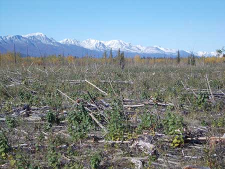 One summers39 growth in an area near Tok treated in the spring of 2015