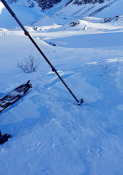 Wolverine tracks in snow along Peters Creek in March A clear print is on the lower left