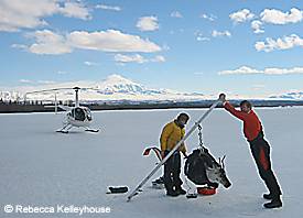 Wildlife biologists weighing a caribou in the spring