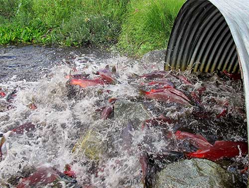 Adult salmon pass through a culvert on Meadow Creek in the Big Lake drainage MatSu Borough photo credit K Mueller USFWS
