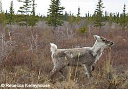 A fourmonth old caribou calf scurries off  after being captured and weighed by wildlife biolgists