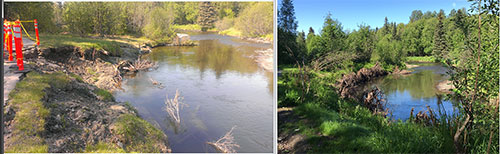 Campbell Creek ndash PrePost Construction Root Wad Alder amp Willow Rooted Plants Blue Joint Reed Grass Seeding