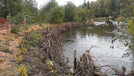 Campbell Creek shown after fishfriendly restoration project was completed September 8 2014 Reestablished and stabilized streambank protecting riparian area and trail access Within minutes of removing the floating silt curtain adult coho and pink salmon moved into the reach and juvenile coho salmon were observed in the woody debris provided by the root wad fans