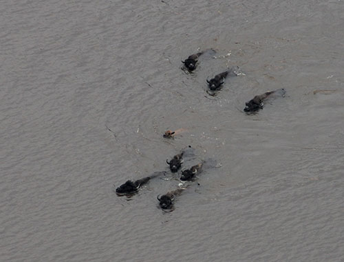 Wood bison are strong swimmers and have crossed the Innoko and even the Yukon River