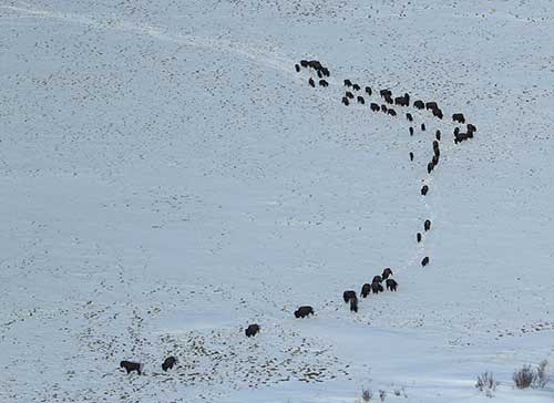 Wood bison in the spring of 2015 shortly after the initial introduction