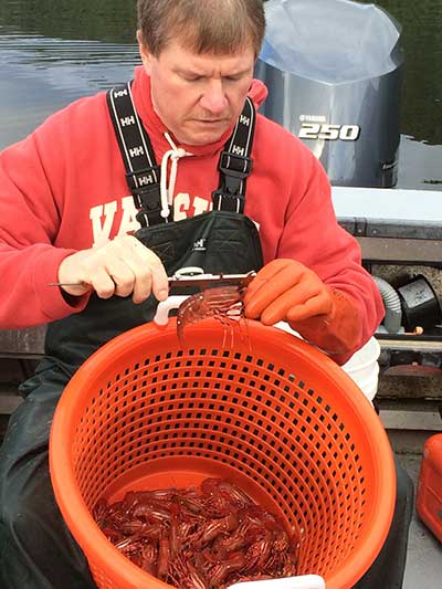 The author measuring shrimp in Cholmondeley Sound to determine size of harvested shrimp Photo by Bo Meredith