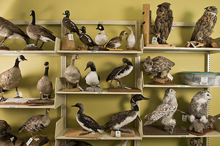 The bird mount collection Photo by Marc Lester courtesy the Alaska Dispatch News
