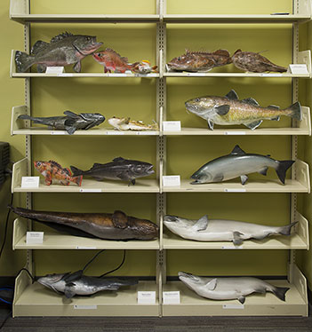 The fish collection  Photo by Cody Swanson