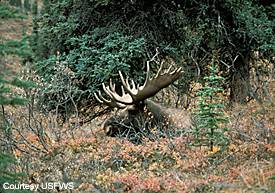 A bull moose resting