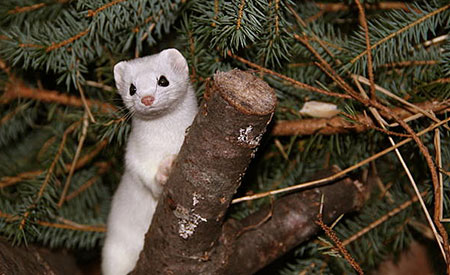 Ermine in winter pelage Photo by Tim Mcleod