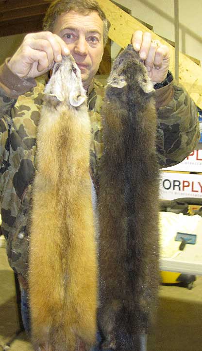 Pacific marten and American marten Pacific marten tend to be yellowishorange in color and American marten darker brown The fur is typically marketed as sable