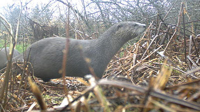 A trail camera captured this photo of river otters River otter and mink  and less commonly beaver  are usually found in the same general areas as marten in Southeast Alaska