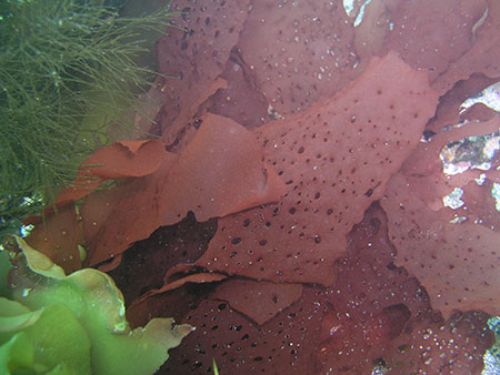 Sparlingia Photo by Brenda Konar University of Alaska Fairbanks