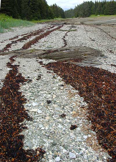 Dead seaweed cast up on the beach near Angoon by successively receding high tides Photo by Riley Woodford