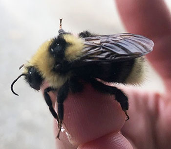 One of the bumblebee species found in Alaska  Bombus insularis Bumblebees have long curved antennae and mimic have short straight antennae that form a V shape That first picture A bee mimic