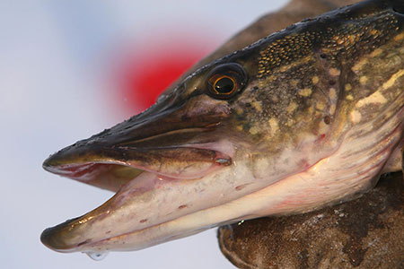 Northern Pike copy Ken Marsh Wild Northwest Images