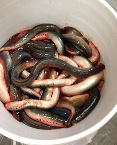 A bucket of lampreys Photo by Sean Larson