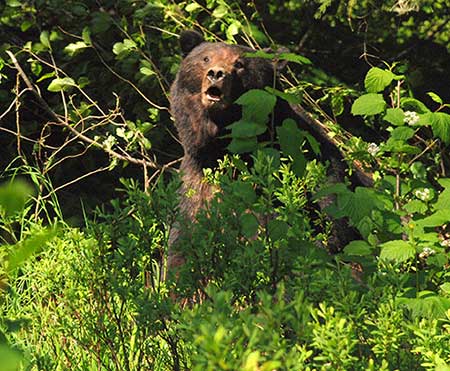 Bear 425 just before he was collared