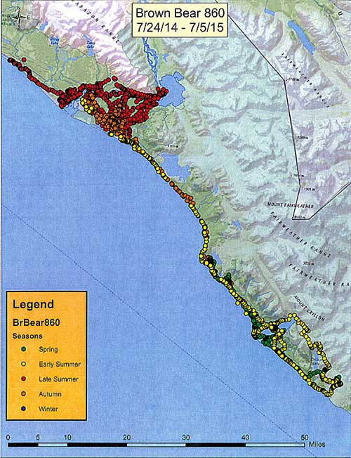 The movements of Brown Bear 860 He was collared in late June near Yakutat the red dot near the top left corner He moved south over the summer and then up to Alsek Lake top center and along the lower Alsek River the cluster of red dots Orange dots are fall movements and the yellow dats superimposed are his movements along the same route the following summer Lituya Bay is on the lower right southwest of Mount Crillon