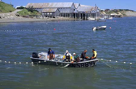 Setnet skiff fishing on a sunny day  In the decade 20002009 39 people died commercial fishing for salmon Falls overboard were the leading cause of death Vessel disasters contributed to 33 of deaths in the salmon fishery Most of these vessel disasters occurred on setnet skiffs and were almost always swamped and capsized in poor sea conditions copyMark Emery used with permission