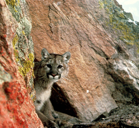 Mountain lions are capable of exploiting a wide range of habitats They have not historically been found in Alaska but there have been a few documented sightings in Southeast Alaska and some animals have been moving in from British Columbia Photo by Larry Moats USFWS