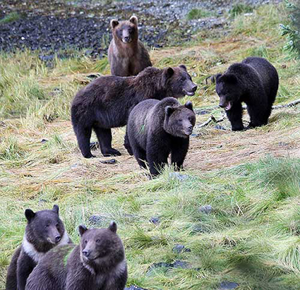 A group of brown bears at Port Armstrong The large subadult in the very center of the picture has been marked with a green paintball on its right side The pair of cubs in the foreground have what39s called a natal collar  the white fur around their necks that often but not always fades as they grow up The one closest to the camera has also been marked with a green paintball Photo by Phil Mooney