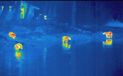 A FLIR image of bears in the dark at Port Armstrong  Photo by Phil Mooney