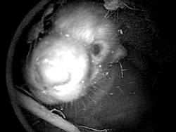 A closeup view of a 4week old wolf puppy taken from the viewfinder attached to the camera probe that is placed inside the den