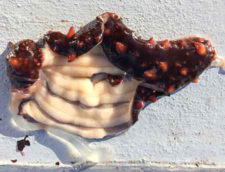 After harvest the cucumbers are sliced lengthwise  Five strips of pure white meat can be scraped off of the inside of the sea cucumbers skin Both the skin and the meat are sold