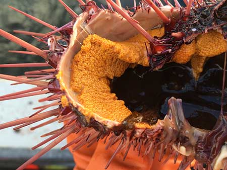 Inside a red sea urchin showing the valuable skeins of roe known as emuniem