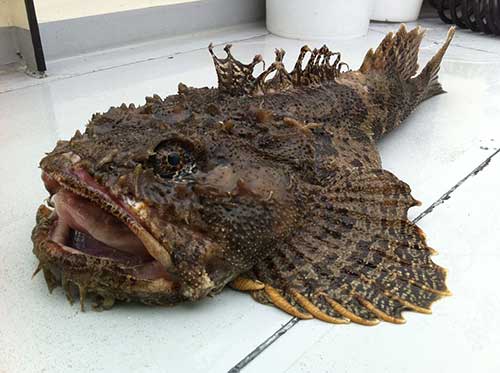 A 36inch bigmouth sculpin from Montague Strait photo courtesy Carmen Hewitt