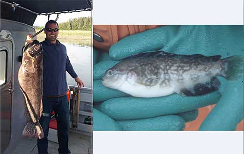 A juvenile prowfish from Prince William Sound ADFampG photo and angler Jon Geary of Juneau with a 33inch prowfish he caught off the north end of Admiralty Island in 2013 photo courtesy Jon Geary