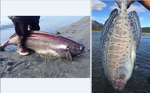 Adult ragfish washed up on a beach in Gustavus in January 2016 photo courtesy Jeff Jarvis Fish in hand is a juvenile ragfish from Valdez Arm photo copy2015 Pheng Thongdy used with permission