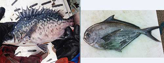 Subadult North Pacific pelagic armorhead from Kodiak photo courtesy Grady Pengilly Pacific pomfret caught in Kodiak photo courtesy of Rich Arduini