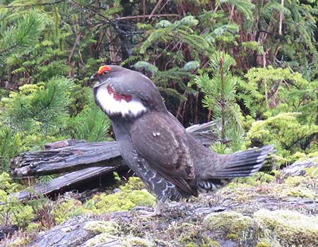 A male sooty grouse quothootingquot Rick Merizon photo