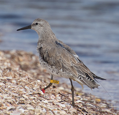 Biologist Julian Garcia Walther tagged this Red Knot on the wintering grounds in northwestern Mexico in the spring It has two leg flags  these are what the Alaska researchers are looking for on the birds in flocks in Controller Bay It looks different because it is in its nonbreeding plumage The small device on its back is actually two instruments  a biologger and a peasize Motus tag which has the long antennea