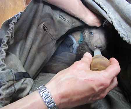 Feeding a cub ADFampG photo