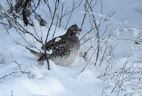 A grouse in winter Mike Taras photo