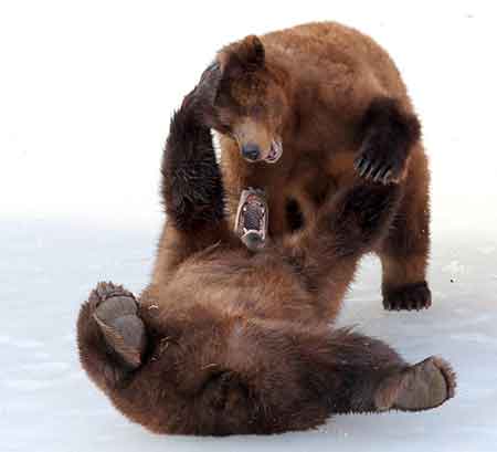 Sibling brown bears playing Phil Mooney photo
