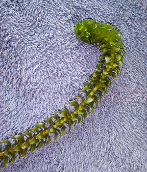 emFigure 1 A single stem of healthy Elodea from Sport Lake Kenai Peninsula 2016em