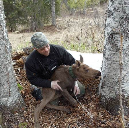 The author with a moose calf Biologists spend less than a minute processing the calf and equipping it with a radiocollar If the radiocollar sends a signal indicating the calf has died biologists can locate the collar and investigate the scene and often determine the cause of death