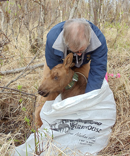 Biologist Tim Peltier prepares to weigh a moose calf